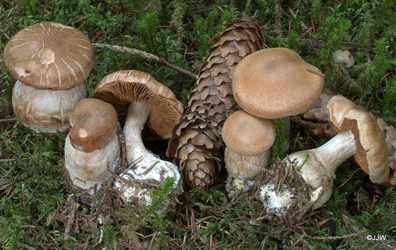 Cortinarius laniger